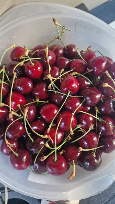 A close-up, overhead shot shows a clear plastic container filled with ripe, dark red cherries. The cherries are plump and glossy, with some still attached to their green stems, which vary in length and thickness. The stems are delicate and some have small, dry, brown ends. The container is partially visible, with its translucent white rim and slightly textured surface. The cherries are densely packed, creating a rich texture within the container. The lighting is bright, highlighting the sheen of the fruit. The background is blurred, suggesting an indoor setting, possibly a kitchen or pantry. The image contains no people, animals, or explicit actions.