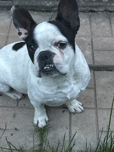 A French Bulldog with black and white markings is lying on a paved surface. The dog's head is turned towards the camera, and its mouth is slightly open, revealing its teeth. Its ears are large and stand upright, with one ear appearing to be black and the other mostly white with a black patch. The dog's fur is short and appears to be clean. The paved surface is made of rectangular tiles, and there is some greenery, likely grass, visible to the right of the dog. The lighting suggests it could be daytime. The overall impression is of a relaxed dog in an outdoor setting, possibly a yard or patio. No text is visible in the image.