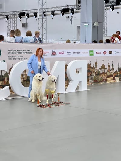 The image depicts a dog show event in a large indoor venue, likely a convention center or exhibition hall. The scene is dominated by a white floor and a large white structure with the Cyrillic letter "Я" prominently displayed. In the foreground, a woman in a light blue suit is presenting two white, fluffy dog breeds. She is holding a leash and gesturing towards one of the dogs. Several trophies are arranged in front of the dogs, suggesting they have won awards.
Behind the woman and dogs, a banner runs across the image with Cyrillic text. Visible parts of the text include "РОССИЯ. КУБОК МОСКВЫ & КУБОК ГОРОДОВ-ГЕРОЕВ 2026", indicating the event is the "Russia Cup of Moscow & Cup of Hero Cities 2026". Other text on the banner includes "НАЦИОНАЛЬНЫЕ МОНОПОРОДНЫЕ ВЫСТА" (National Monobreed Shows), and brand names like "GRANDORF", "PREMIER", and "Molina". The background features a stylized illustration of a cityscape with numerous domes, resembling traditional Russian architecture.
In the upper portion of the image, there are glimpses of spectators and what appear to be overhead lighting rigs and metal scaffolding, typical of an exhibition setup. The overall atmosphere appears professional and celebratory, given the presence of awards and the formal presentation of the dogs. The lighting suggests it is daytime, but the indoor setting makes it independent of natural light or weather conditions.