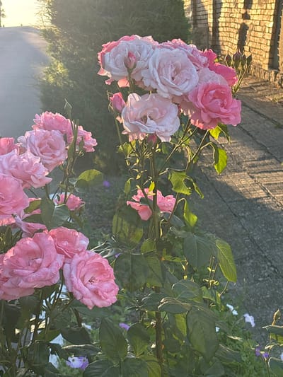 In Enevo, Bulgaria, a close-up, eye-level shot captures a cluster of blooming pink roses in soft, late afternoon sunlight. The roses, with their delicate petals, are the primary subjects, some fully opened and others in bud. They are set against a backdrop of lush green foliage and stems. To the right, a textured stone wall, possibly part of a building or garden feature, is illuminated by the warm light, casting long shadows. In the background, a paved pathway curves away into soft focus, bordered by greenery. The scene evokes a tranquil, natural setting within the town.