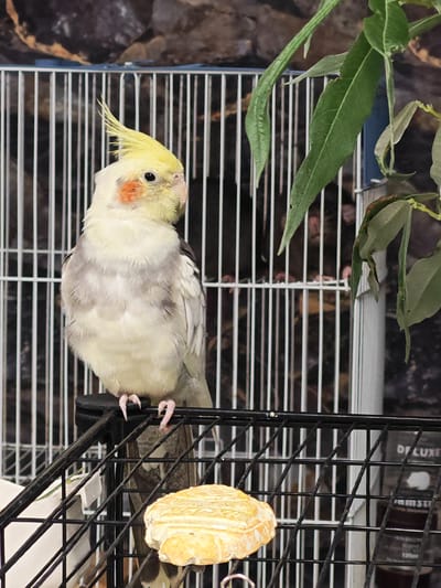 A cockatiel bird with yellow crest and orange cheek patches is perched on the top edge of a black metal cage. The bird's body is predominantly white and gray, with some darker gray feathers on its back. It is facing to the right, with its head turned slightly to the left. In front of the bird, on the cage floor, is a piece of light-colored food with textured markings. The background consists of a white cage with vertical bars, and behind that, a dark, textured surface that appears to be rocks. To the right of the cage, a branch with several green leaves is visible, some of which are drooping. The image quality is moderate, with some graininess. The setting does not provide any specific information to identify its location within the city of Nadym, Russia.