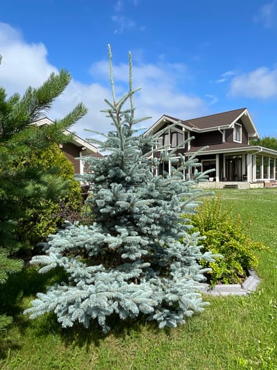 In Solov'evka, Russia, a blue spruce tree stands prominently in the foreground of a residential property. The tree, with its characteristic silvery-blue needles, is the central subject, positioned in a manicured lawn. Behind the spruce, a large, modern house with a dark brown exterior and a brown shingle roof is visible. The house features numerous windows and a covered porch, suggesting a spacious and well-maintained dwelling. The surrounding landscape includes other evergreen trees and shrubs, contributing to a lush and verdant environment. A clear blue sky with scattered white clouds forms the backdrop, indicating fair weather. The scene depicts a serene, suburban setting.