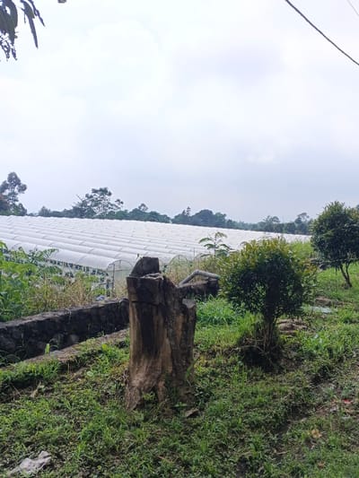 The image depicts an agricultural landscape in Uato Carabar, Timor-Leste, under an overcast, light grey sky. In the immediate foreground, a weathered, dark brown tree stump stands centrally, its top surface displaying an irregular, fractured cut. Behind this stump, a low, dark stone retaining wall stretches horizontally across the mid-ground. A dark-colored pipe, possibly PVC, is visible near the stump, extending horizontally over or alongside the stone wall. The ground in the foreground is covered with green grass and various wild plants, interspersed with areas of exposed soil and minor debris in the lower left.
The middle ground is dominated by an extensive array of uniformly arranged white, arched tunnel greenhouses, which span the width of the frame. These structures are covered with a translucent white material. Behind the greenhouses, a dense line of dark green trees and foliage marks the horizon. A single, dark utility wire is visible descending diagonally from the upper right corner of the frame. No individuals, animals, or specific activities are depicted.