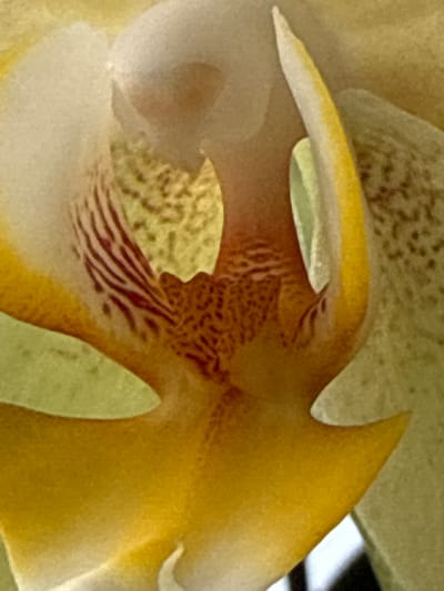 This is a close-up, macro photograph of the intricate details of an orchid bloom. The focus is on the center of the flower, revealing a complex structure of petals and markings. The dominant colors are various shades of yellow and cream, with striking accents of deep red or maroon stripes and speckles. One petal, a prominent bright yellow, has a sharply pointed tip and curves elegantly upwards. Beneath this, another petal, softer and lighter in color, forms a delicate, almost translucent layer. The innermost part of the flower displays a patterned texture in warm brown and red tones, with distinct streaks and small spots, suggesting the reproductive parts of the orchid. The background is softly blurred, maintaining the focus on the flower's delicate and organic forms. There are no people, text, or explicit setting cues beyond the implied natural environment of a flower. The lighting appears soft and diffused, highlighting the textures and colors without harsh shadows, suggesting it might be natural light, possibly indoors or on an overcast day. The image evokes a sense of natural beauty and delicate complexity.