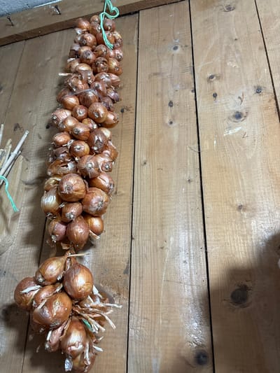 A string of onions hangs vertically against a wooden plank wall. The onions are small and brown, tied together with green twine. The wall is made of unfinished, light-colored wood planks with visible grain and knots. There are also some nails protruding from the wall near the top. The overall impression is of a rustic storage area, possibly in a kitchen or pantry. The location is described as Ильпанур, Russia.
