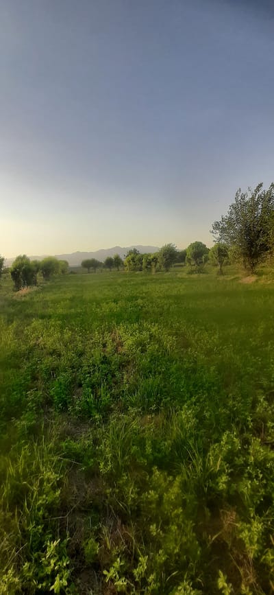 This is a vertical, eye-level, medium shot photograph of a grassy field with a line of trees in the mid-ground and mountains in the background, under a clear sky. The scene is likely located in or near the village of Safedaron, Tajikistan. The foreground is dominated by a lush green field of grass, with some taller weeds and clover-like plants visible. The mid-ground features a row of scattered trees, mostly leafy and green, with one larger, bushier tree on the right side of the frame. Behind the trees, a range of softly outlined mountains stretches across the horizon. The sky is a gradient of pale blue at the top, fading to a lighter, yellowish hue near the horizon. The lighting suggests it is either early morning or late afternoon, with a soft, diffused light. There are no people or animals visible in the image, and no specific objects or actions are taking place. The overall impression is one of a serene, rural landscape.