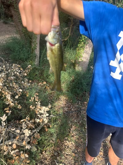 A person is holding a small fish, approximately 4-6 inches long, with their thumb and forefinger. The fish is greenish-brown with dark stripes. The person is wearing a bright blue t-shirt and black shorts. The background appears to be a natural outdoor environment with trees, green bushes, and dry leaves on the ground. Sunlight is casting shadows, indicating it is daytime. The location is the city of Vidreres, Spain.