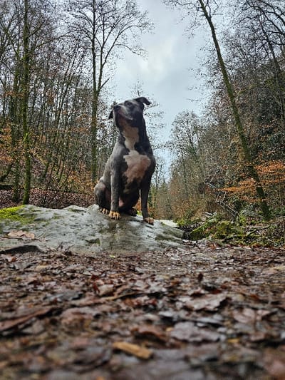 A blue-grey and white dog, consistent with a Pitbull-type or American Bully breed, is observed seated on a wet, dark grey rock within a forest. The dog faces forward, its head tilted slightly upward and to the left, fixated on an unseen point. Its front paws are positioned on the rock. The immediate foreground consists of a ground densely covered with wet, decaying brown and reddish-brown leaves. The surrounding environment is a dense deciduous forest featuring numerous bare trees, some with visible dark green moss or algae on their trunks, extending towards an overcast, light grey sky. Patches of dull green undergrowth and additional brown foliage are visible throughout the forest. A hint of water or a stream is present to the right of the rock. The scene depicts a natural forest setting, characteristic of late autumn or winter, located in Waldbillig, Luxembourg.