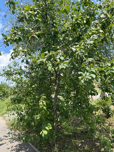 The image shows a tree with green leaves and some red and green apples. The tree is located outdoors, next to a sidewalk and a grassy area. The sky is blue with some clouds. In the background, there are some buildings and other trees. The scene appears to be in a residential area. The location is stated as being in the city of Dondukovskaya, Russia. There are no people visible in the image.