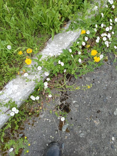 This is an overhead, eye-level, medium shot of a concrete barrier alongside an asphalt road, with a person's black boot visible in the lower right corner. The barrier, approximately one foot high and two feet wide, is weathered and cracked, with patches of moss and dirt. Growing along the edge of the barrier and spilling onto the asphalt are a variety of plants and flowers. White, trumpet-shaped flowers (likely bindweed) and yellow, daisy-like flowers (likely dandelions) are prominent. The asphalt is dark gray and speckled with small rocks and debris. Patches of dark, wet soil or moss are visible on the asphalt near the barrier. The upper left portion of the image shows lush green grass and other vegetation growing behind the concrete barrier. The scene appears to be in an outdoor urban environment, possibly on a roadside in Shadrinsk, Russia, judging by the visual cues.