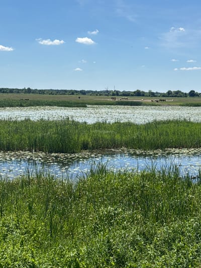The image depicts a serene natural landscape at Popowo Kościelne, Poland. The scene is dominated by a wide body of water covered with white water lilies, creating a striking contrast with the surrounding lush green vegetation. A narrow channel of water, reflecting the clear blue sky and scattered white clouds, runs along the edge of the lily-covered area. On the far side of the water, a line of trees forms a dense border, with a strip of green field visible beyond that. Several cows are scattered across this field, adding a touch of pastoral life to the scene.
The perspective is from a slightly elevated viewpoint, looking across the water and fields towards the distant treeline. The lighting suggests it is daytime, likely mid-morning or afternoon, with bright sunshine casting gentle shadows. The overall mood is peaceful and tranquil, evoking a sense of natural beauty and rural serenity. There are no visible signs of human activity other than the grazing cows, and no text is present in the image. The composition highlights the interplay of water, plant life, and open sky.