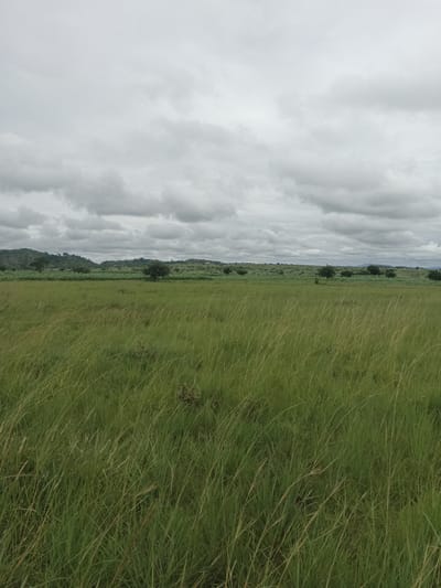A wide shot depicts a vast, open grassland under a heavily overcast sky. The foreground is dominated by tall, green grass, swaying gently. In the midground, a line of scattered trees and cultivated fields stretch across rolling hills. The background shows more hills and a cloudy sky. The image appears to be taken in a rural or semi-rural area. The location is identified as North Ropp, Nigeria. There are no people or animals visible in the image.