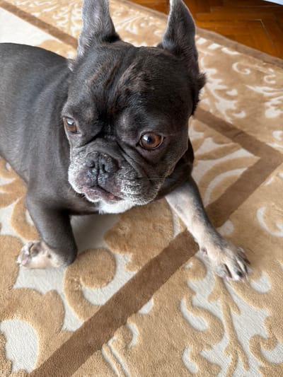 A dark gray French bulldog is lying on a rug with a beige and cream pattern. The dog's head is turned to the side, and its eyes are looking towards the camera. Its ears are pointed upright. The dog's front paws are visible, with one paw extended forward. The rug has a swirling, floral-like design. The floorboards are visible in the background, suggesting an indoor setting. The image does not provide any information about the city of Maloyaroslavets, Russia.