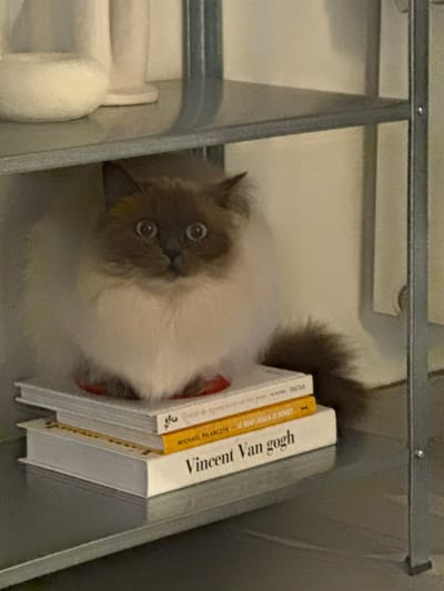 The scene is an indoor setting in Tielrode, Belgium, featuring a long-haired, colorpoint cat positioned on a stack of books. The cat, characterized by a cream-white body and darker brown face, ears, paws, and tail, is seated upright, facing directly forward. Its eyes are wide and round with dilated pupils. The cat's lower body appears to be resting on a small, red, circular object placed atop a stack of three hardcover books. These books are arranged horizontally on a metallic light-gray shelf. Visible titles on the book spines include "Vincent Van gogh" on the bottom white book and "MICHAEL PILARCZYC - JE BENT ZOALS JE DENKT" on the middle yellow/orange book. Another identical metallic shelf is visible directly above the cat, with parts of two white decorative objects discernible on it. Vertical support bars of the shelving unit are visible on the right side of the frame. A light-colored wall forms the background.