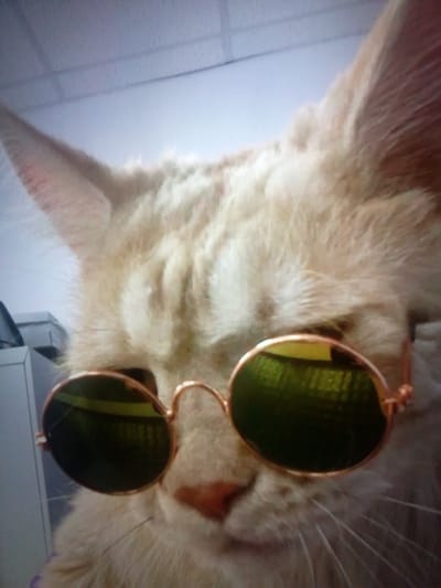 An extreme close-up, slightly blurry, indoor, eye-level shot shows a light orange cat wearing round, green-tinted sunglasses with a thin, gold-colored wire frame. The cat's head fills most of the frame, with its ears visible at the top. The background is out of focus and appears to be an indoor environment with a light-colored ceiling and a hint of office equipment to the left. The lighting is soft and diffuse.