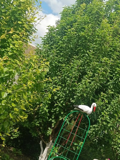 The image shows a garden scene in the city of Pervomayskoye, Russia. A white decorative stork with a red beak and black wingtips is perched on top of a green metal garden trellis with red support stakes. The trellis is angled and positioned in front of a lush green tree with dense foliage. To the left of the tree, another tree with lighter green leaves is visible, and a portion of a building's roof can be seen between the trees. The sky above is partially cloudy. The foreground shows some dark green ground cover.