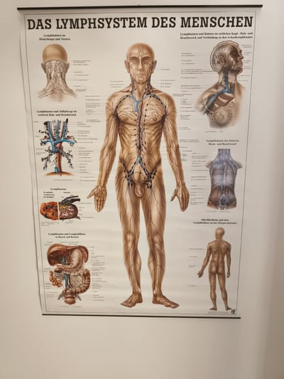 This image shows a detailed anatomical poster of the human lymphatic system, displayed on a white wall. The poster is large and colorful, with numerous labels in German. It is suspended by a black rod at the top, suggesting it is a wall chart. The poster is positioned centrally in the frame, with the top edge of the poster slightly out of view. The white wall serves as a neutral background. There are no people visible in the image, nor any specific geographical landmarks of Troisdorf, Germany. The focus is solely on the educational poster itself, which illustrates various lymphatic vessels and nodes throughout the human body, including the head, neck, torso, and limbs, as well as detailed views of internal organs like the intestines and spleen. The lighting appears to be even, highlighting the details of the poster without casting harsh shadows.