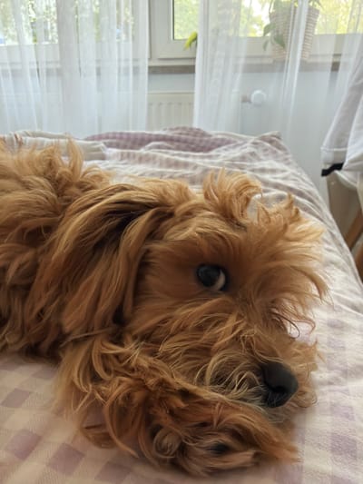 The image shows a close-up of a small, tan-colored dog lying on a bed with a pink and white checkered comforter. The dog is facing to the right, with its head resting on the comforter. Its fur is curly and messy, and its eyes are visible. Behind the bed, a window with sheer white curtains is visible, letting in natural light. A radiator is mounted on the wall below the window. A plant in a woven pot is on the windowsill. The scene appears to be indoors in a residential setting in Hof, Germany.