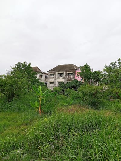 The image depicts an outdoor scene in Bang Kaeo Subdistrict, Thailand, dominated by lush green vegetation in the foreground and middle ground, including tall grasses and leafy trees. Behind the foliage, two aging, multi-story buildings are partially visible. The buildings appear to be constructed of white material, with visible balconies and windows that have awnings. One building exhibits signs of wear and tear. A portion of a pink structure is also visible behind the trees, attached to or near one of the white buildings. The sky is overcast, suggesting a cloudy day. There are no people or animals visible in the image, nor any discernible actions or interactions. The environment suggests a somewhat overgrown and neglected urban or semi-urban area.