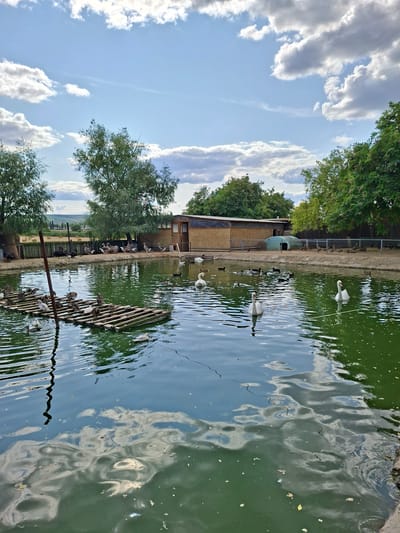 The image depicts a bird sanctuary or farm with a pond filled with waterbirds, specifically swans and ducks. The pond is green and somewhat murky, with a floating wooden platform in the foreground occupied by several ducks and ducklings. Three white swans are visible in the water, two in the foreground and one to the right. In the background, various other ducks and geese are gathered on the bank behind a wooden fence. A rustic wooden building with a corrugated metal roof is situated behind the fence, and to the left of it, there is a green dome-shaped structure. Mature trees with lush green foliage surround the pond and the building. The sky above is blue with scattered white clouds. The overall scene suggests a rural or semi-rural setting, likely a place dedicated to the care and observation of waterfowl. The reference to Bardar, Moldova, indicates the geographical context of this image.