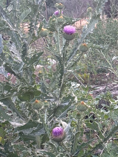 The image shows a close-up, slightly angled view of a prickly plant with several thistle blooms. The dominant colors are shades of green from the plant's leaves and stalks, and vibrant purple from the fully bloomed thistles. Some unopened buds are also visible, appearing as green, spiky spheres with hints of orange or yellow at their tips. The leaves are large, lobed, and covered in sharp spines. The background is blurred and consists of greens and browns, suggesting a natural, outdoor environment. The lighting appears to be natural daylight, possibly overcast given the soft shadows. The overall impression is of a wild, natural scene, with the focus sharply on the texture and color of the thistle plants.