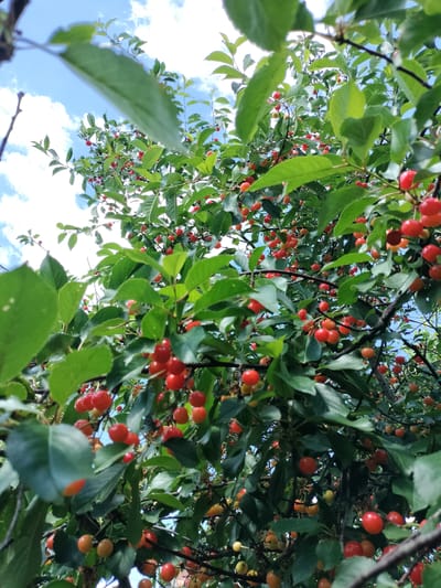 The image shows a close-up view of a cherry tree with ripe red and some yellow cherries hanging from branches amidst green leaves. The branches and leaves are lush and abundant, suggesting a healthy tree in its fruiting season. The background reveals a bright blue sky with scattered white clouds, indicating a clear, sunny day. The perspective is from below, looking upwards into the canopy of the tree. The scene is natural and appears to be outdoors. The location is specified as Lykhove, Ukraine. There are no people or any human activities depicted in the image.