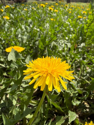 The image depicts a close-up of a dandelion flower in Kriva Bara, Bulgaria. The dandelion is bright yellow, with many thin petals radiating outwards. It is surrounded by green leaves and grass, indicating it is growing outdoors. In the background, there is a blurred line of more dandelions. The image appears to be taken during the day, with natural light illuminating the scene.