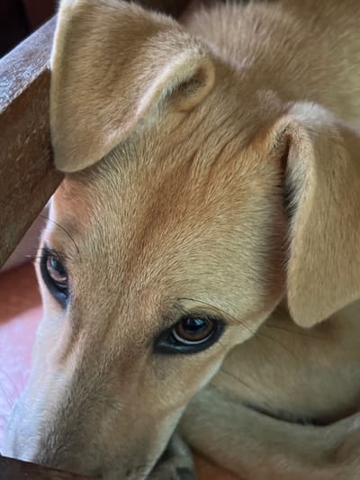The image is a close-up, eye-level shot of a light brown dog's head. The dog is looking downwards and to the left of the frame. Its ears are floppy, and its fur appears short and sleek. The background is out of focus, with a hint of a wooden surface on the left and a pinkish surface below. The overall lighting is soft. The location is not discernible from the image.