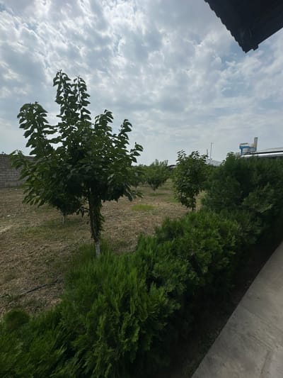 The image depicts an outdoor scene in Jaukashty, Uzbekistan. In the foreground, a row of dense, green coniferous bushes lines a concrete pathway. Behind the bushes, dry, matted grass covers the ground, with several young trees scattered throughout the area. One prominent tree in the mid-ground has a trunk painted white. In the background, a brick wall is visible to the left, and further back, industrial buildings with a tall structure and a blue and white crane are present. The sky is overcast with dramatic, striated clouds. The overall environment suggests a rural or semi-industrial area with some landscaping. There are no people visible in the image.