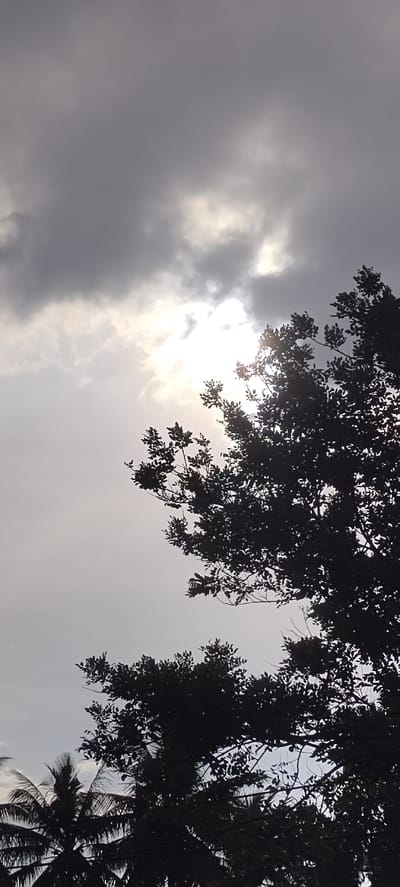 This image, captured in Meunyematangubi, Indonesia, presents an upward-looking view of an overcast sky partially obscured by a dense tree canopy. The upper two-thirds of the frame are dominated by a cloudy sky, featuring dark grey clouds in the top left and extending across the upper right. A strong, bright light source, presumably the sun, is visible in the upper-mid right quadrant, radiating intensely through a break in the clouds, creating a luminous area surrounded by lighter grey cloud formations. The lower half and right side of the image are filled with the dark silhouettes of tree foliage. A large, leafy tree with numerous small branches and leaves occupies the mid-right, extending upwards. In the bottom left corner, the distinct fronds of at least two palm trees are visible, also rendered in dark silhouette against the lighter sky. No individuals, human-made objects other than possibly faint wires, or specific actions are discernible. The scene depicts a natural outdoor environment under diffuse, bright lighting.