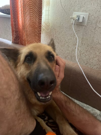 The image shows a German Shepherd dog being petted by a person's hand. The dog's head is close to the camera, and its mouth is open, revealing its teeth. The background includes a textured wall with an electrical outlet and charging cables, as well as a patterned curtain. The person's arm and leg are also visible. The scene appears to be indoors. There is no information in the image to indicate the location is Lazky, Ukraine.