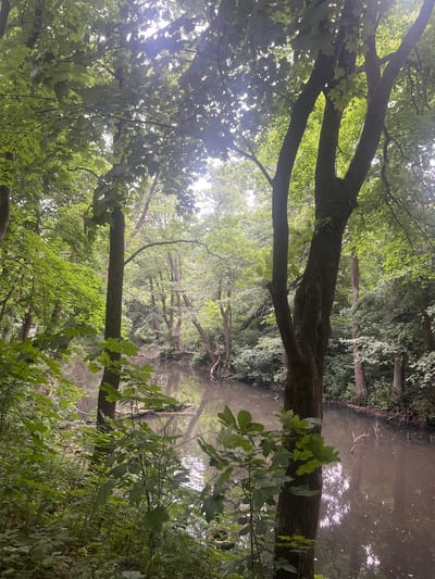 The image depicts a tranquil forest scene with a dark, calm body of water winding through it. Lush green foliage, characteristic of a temperate forest, surrounds the water, with sunlight dappling through the canopy. Several trees, some with thick trunks, stand prominently in the foreground and midground, their branches extending over the water. The water's surface reflects the surrounding trees and the overcast sky. The scene appears to be a natural area, possibly a park or a nature reserve, untouched by significant human activity. The location in Baltiysk, Russia, suggests a maritime climate influencing the vegetation and environment.