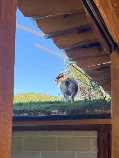 From an obscured viewpoint, a landscape scene is captured. A goat stands on green grass under a blue sky. The shot is framed by wooden structures, possibly parts of a building or enclosure. The location is Slokoshtitsa, Bulgaria.