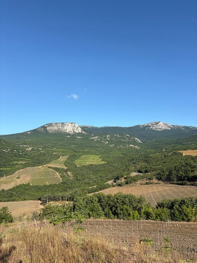 The image depicts a panoramic view of a mountainous landscape with agricultural fields. In the foreground, dry grass and freshly tilled soil are visible, marked by a series of thin, vertical stakes. Beyond this, neatly arranged rows of vineyards stretch across the rolling hills, some appearing to be recently harvested. Further in the distance, a range of green, tree-covered mountains dominates the horizon, with the distinctive rocky summit of Mount Ai-Petri catching the sunlight. The sky is a clear, vibrant blue with a single, wispy cloud. The scene appears to be a vineyard region near Lazurnoe, Ukraine, potentially overlooking Mount Ai-Petri. No people or animals are present in the frame, and the overall atmosphere is one of natural beauty and agricultural activity under a bright, sunny sky.