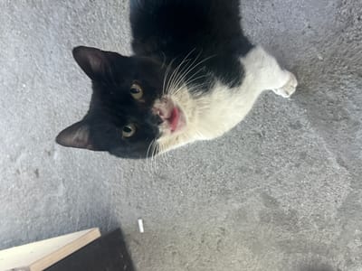 A black and white cat looks up at the camera on a concrete surface. The cat is predominantly black on its head and back, with white fur on its chest and one paw. The cat's tongue is slightly visible. A white object and the corner of a dark object are visible in the lower left corner of the image.
The location is not discernible from the image. No people are visible. There is no discernible action or interaction. The environment is a concrete surface.