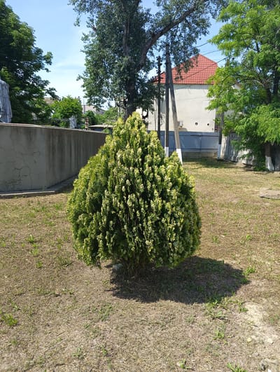 This image captures an outdoor scene in what appears to be a private yard or public garden, located in the city of Maiaky, Ukraine, under clear daylight conditions.
In the foreground and center, a densely packed, roundish conifer bush, possibly a Thuja, stands prominent with its green and yellowish-green foliage. It casts a distinct, dark shadow towards the viewer, indicating a high sun position. The ground beneath and surrounding the bush is largely dry, patchy earth covered with sparse, straw-colored grass and scattered green weeds.
The mid-ground features a tall, grey concrete wall stretching horizontally from the left, exhibiting cracks and streaks of darker discoloration. Above and behind this wall, a partial white structure, possibly a statue or monument, is visible on the far left. Lush green trees with broad leaves fill the upper left and mid-left background, obscuring the sky in those areas.
To the right of the concrete wall, multiple utility poles, both concrete and wooden, rise vertically, carrying visible power lines. Behind these poles and trees, a light-colored building with a distinctive reddish-orange tiled, pitched roof is partially visible. Further to the right, more green trees are present, one with a segment of its lower trunk whitewashed. A grey metal gate or fence is discernible behind the utility poles, suggesting property boundaries. The sky overhead is a clear, bright blue with minimal cloud cover, indicating fair weather. No people or specific actions are visible in the scene.
