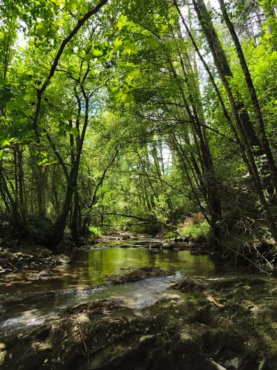 The image depicts a serene natural scene of a shallow, clear stream flowing through a dense, green forest. Sunlight filters through the canopy, illuminating the water and casting dappled shadows on the mossy rocks and forest floor. The trees are tall and lush, with vibrant green leaves forming a natural archway over the stream. The water is calm, reflecting the surrounding greenery and the bright sky above. The forest appears to be a peaceful and untouched natural environment.