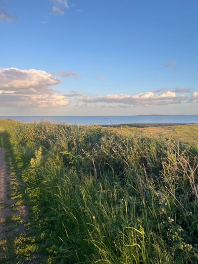 A ground-level, eye-level shot captures a path made of dirt and gravel curving along the left side of the frame. Tall green grass and vegetation grow densely on the right side of the path, with some dry stalks and small white flowers interspersed. The path casts a shadow on the grass and the edge of the path itself. In the background, the calm, blue sea stretches to the horizon, meeting a pale blue sky dotted with soft, white and gray clouds, illuminated by the golden light of what appears to be late afternoon or early morning sun. A distant, dark landmass is visible on the horizon. The scene is set in Harwich, United Kingdom. There are no people or animals present in the image.