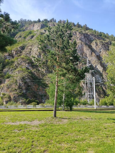A tall, slender pine tree stands in a grassy field, with a steep, rocky mountain face covered in sparse vegetation rising behind it. In the middle ground, a set of railroad tracks runs horizontally across the frame, bordered by a low, white concrete barrier. Behind the tracks, a power line tower, a tall metal structure with crisscrossing beams, is visible. The sky above is a clear, bright blue with a few wispy clouds. The scene suggests an outdoor, natural setting with hints of human infrastructure. The lighting indicates it is daytime, likely late morning or early afternoon, given the bright sunlight and clear sky. The overall impression is one of a serene, somewhat wild landscape, perhaps on the outskirts of a town or in a mountainous region. There is no visible text in the image.