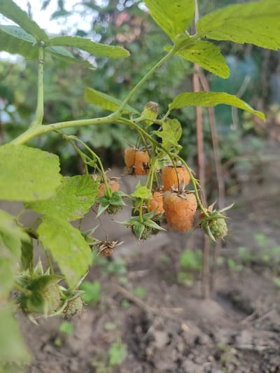 The media file features a close-up shot of a raspberry bush branch laden with ripening yellow raspberries, set against a blurred background of foliage and earth. The focus is on a cluster of raspberries, some fully ripe and a vibrant yellow-orange, while others are still green and developing. Several green, unripe berries are also visible, along with dried leaves and remnants of spent flowers. The sunlight suggests it is daytime, possibly late afternoon given the soft lighting. The scene appears to be in a garden or natural setting, with the ground covered in soil and sparse green plants. The overall impression is one of natural growth and the progression of fruit development. There is no visible text in the image. The location context provided is Grigoriopol, Moldova.