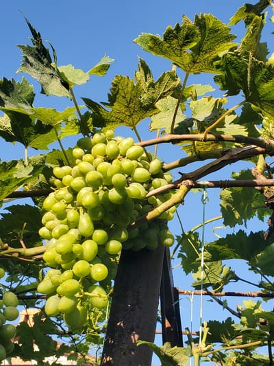 A close-up, low-angle outdoor shot captures a bunch of ripe green grapes hanging from a vine against a clear blue sky. The grapes are clustered together, with individual berries appearing round and plump. Several large, green grape leaves frame the fruit, some showing signs of texture and veining. The vine itself is supported by dark, weathered stakes or posts. The scene appears to be in a vineyard or a garden setting. The overall impression is one of natural abundance and growth.