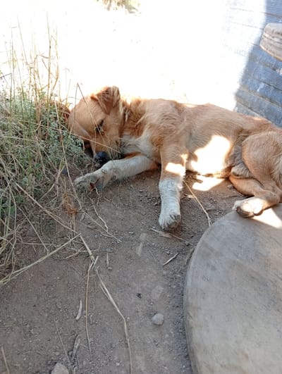 A light brown dog is sleeping on the ground next to some dry grass and a circular wooden object. The ground is made of dirt and small pebbles. Sunlight is casting shadows on the dog and the ground. The scene appears to be outdoors, possibly in a yard or a natural area within the city of Chelopech, Bulgaria.