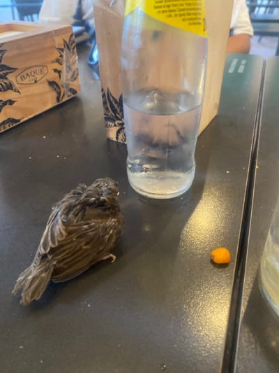 A small bird, appearing to be a sparrow, is crouched on a dark-colored, textured tabletop in what appears to be an outdoor cafe setting in San Pedro De Alcántara, Spain. The bird is facing away from the camera and its feathers are ruffled. To the right of the bird, a single, small, orange-colored puff snack rests on the table. In the background, a clear glass bottle filled with a light-colored liquid, possibly water or a carbonated beverage, is visible. A paper bag with a black leaf pattern and the logo "BAQUE" is positioned to the left of the bottle. The tabletop also shows scattered crumbs and some condensation on the bottle suggests a cool beverage. The lighting indicates it is daytime, with a warm light source casting reflections on the table.