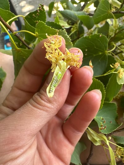 A hand with visible fingerprints and light skin holds a cluster of small, pale green or white, oval-shaped objects arranged in neat rows. These objects are resting on a single, elongated, pale yellow leaf. The leaf is partially unfurled and appears to be part of a cluster of yellow flowers, with delicate petals and stamens visible. The background consists of lush green foliage, with some leaves showing small reddish-brown spots. The overall scene suggests a close-up examination of a plant's reproductive structures or egg masses. The presence of a blurry blue and black sandal in the upper left corner of the image suggests an outdoor setting. The image was captured in Târgu Neamț, Romania.