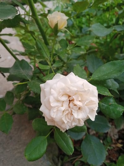 A close-up shot captures a creamy white rose in bloom, its petals tightly packed and slightly ruffled. The rose is the primary subject, positioned in the foreground and slightly off-center to the right. Behind it, a cluster of lush green leaves forms a natural backdrop. Several stems of the rose bush are also visible, some supporting the main bloom and others leading to a smaller, lighter yellow rosebud further in the background. The setting appears to be an outdoor garden, with a hint of a paved surface on the left side of the frame, possibly a walkway or patio. The lighting suggests it might be daytime, perhaps late afternoon or early morning, given the soft illumination and the absence of harsh shadows. The overall mood is serene and natural, emphasizing the delicate beauty of the rose. There is no visible text in the image.