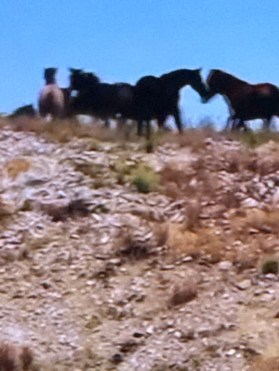 The image is a slightly blurry, eye-level, medium shot of several horses in a natural, outdoor environment. The horses are silhouetted against a bright blue sky, suggesting a sunny day. The terrain appears to be rocky and dry with sparse vegetation, possibly a hillside or a remote pasture.
In the foreground, the ground is covered with small rocks and dry brush in shades of brown and tan. A few patches of green vegetation are visible.
In the middle ground and background, several horses are visible. On the far left, a lighter-colored horse, possibly brown or tan, is partially visible, standing near darker horses. Further to the right, a group of darker horses are gathered. Two of these horses are facing each other with their heads close together, appearing to be interacting. Their dark coats are in sharp contrast to the bright sky.
The overall impression is of a wild or semi-wild group of horses in a rustic, undeveloped landscape. The location is not identifiable as the city of Springboro, United States of America, as there are no urban elements or specific landmarks depicted. The scene is purely natural.