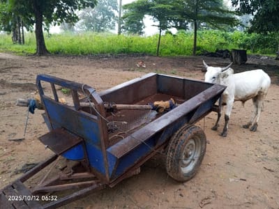 This image, captured on October 12, 2025, at 06:32, depicts an outdoor scene in Kamantan, Nigeria. The foreground consists of damp, reddish-brown earthen ground with sparse footprints.
A blue, two-wheeled metal cart occupies the central and left portions of the frame. The cart exhibits significant rust on its metallic surfaces. Inside the rectangular bed of the cart, a wooden yoke, secured with fabric or rope, rests horizontally. Additional ropes or chains are visible within the cart bed. A long, dark wooden shaft extends forward from the cart's front left side. A dark blue cloth is tied to the upper left front frame of the cart. The right wheel of the cart, fitted with a robust, dark-treaded tire, is prominently visible.
To the right of the cart, a white Zebu-type ox stands with small horns, facing towards the right side of the frame but looking slightly back towards the cart. Its hooves appear dark, likely from mud. The ox's proximity suggests a functional relationship with the cart, though no direct harness connection is visible.
The background features dense green foliage, tall grass, and several trees with dark trunks, indicating a rural or semi-rural environment. The sky is overcast. No individuals are present in the scene.