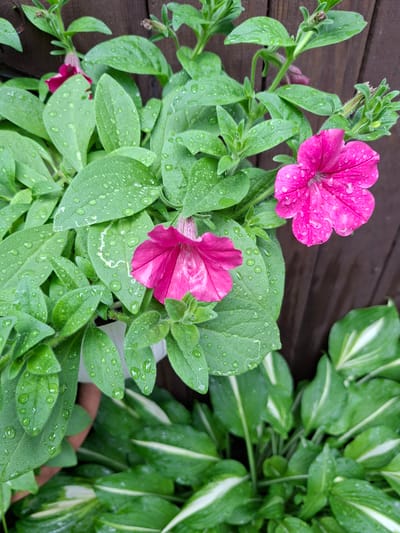 This is a close-up, eye-level outdoor shot of two vibrant pink petunia flowers, glistening with water droplets, likely from recent rain. The petunias are in full bloom, with velvety petals unfurling against a backdrop of lush green foliage. The leaves of the petunias are also speckled with water. In the lower right portion of the frame, a different plant with variegated green and white leaves is visible, also damp. The background consists of a dark wooden fence. The image is taken in a garden setting, suggesting it could be a residential or public garden. There are no people or animals in the image.