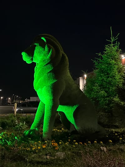 The image shows a topiary sculpture of a lion, illuminated with green light, at night in Новое Шигалеево, Russia. The sculpture is detailed, with visible musculature and a mane. It is positioned outdoors, surrounded by vegetation, including a small coniferous tree and a patch of yellow flowers. The background is dark, indicating it is nighttime. There are some lights visible in the distance, suggesting a building or street. The overall mood is somewhat dramatic due to the nighttime setting and artificial lighting. There is no visible text in the image.