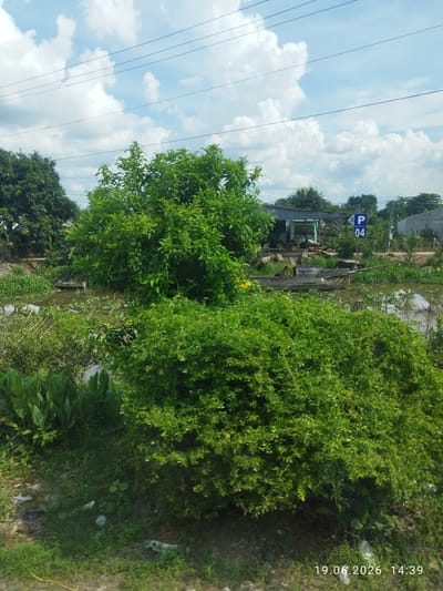 The image depicts a rural scene in Xã Tân Dương, Vietnam, with a focus on vegetation and a waterway. In the foreground, lush green bushes and grass dominate the lower half of the frame. Beyond this, a slow-moving body of water is visible, partially covered with aquatic plants. A weathered wooden boat is moored in the water. In the background, there are several trees and some buildings, one of which appears to be a workshop or storage area with metal roofing. A blue sign with white lettering indicates "P 04," suggesting a parking area. Overhead, power lines crisscross the sky, which is partly cloudy with cumulus clouds. The timestamp "19.06.2026 14:39" is overlaid on the bottom right corner of the image. There are no people visible in the image.